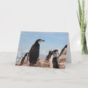 PENGUIN-Faltkarte