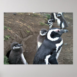 Penguin-Familie Poster