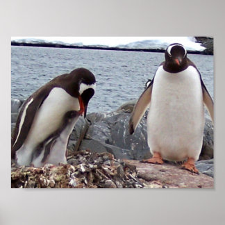 Penguin-Familienportrait Poster