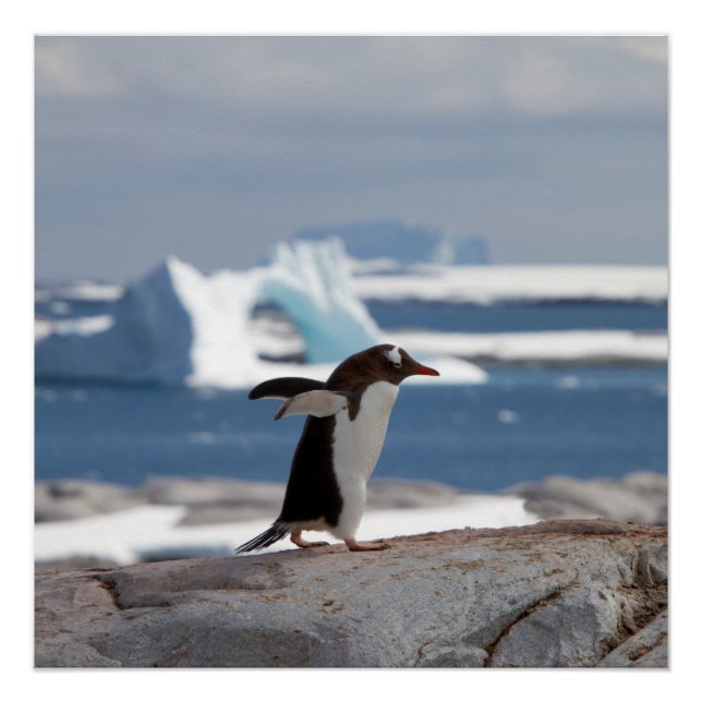 Penguin in front of an ice arch poster (Vorderseite)