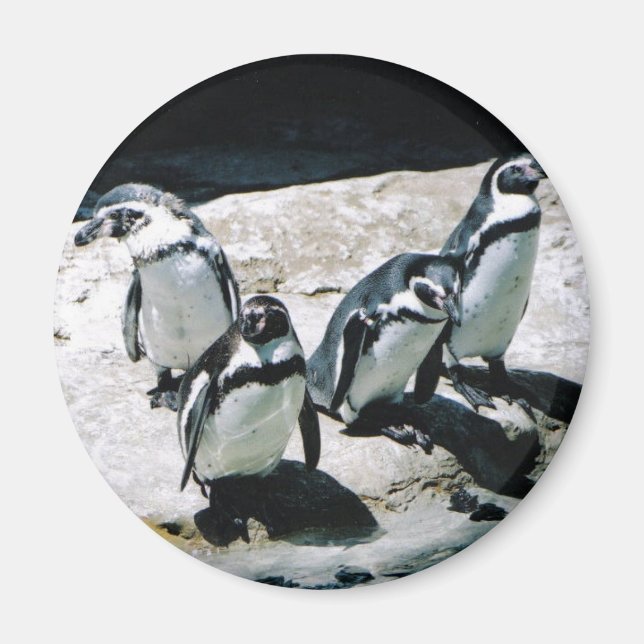 Penguin Magnet (Vorne)