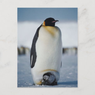 Penguin Parent & Chick Postkarte