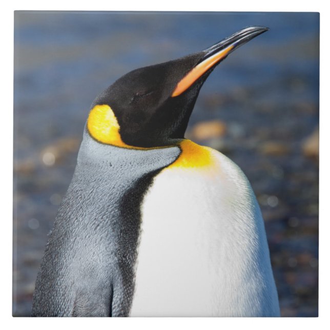 Penguin Portrait Fliese (Vorderseite)