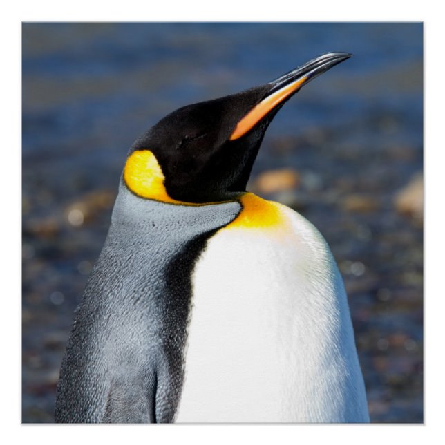 Penguin Portrait Poster (Vorderseite)