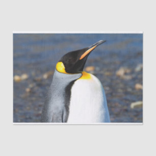 Penguin Portrait Seidenpapier