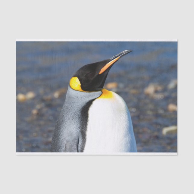 Penguin Portrait Seidenpapier (Vorderseite)