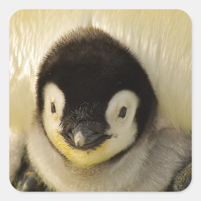 Penguin Quadratischer Aufkleber (Vorderseite)