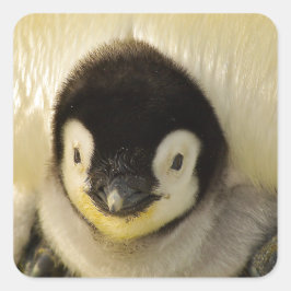 Penguin Quadratischer Aufkleber