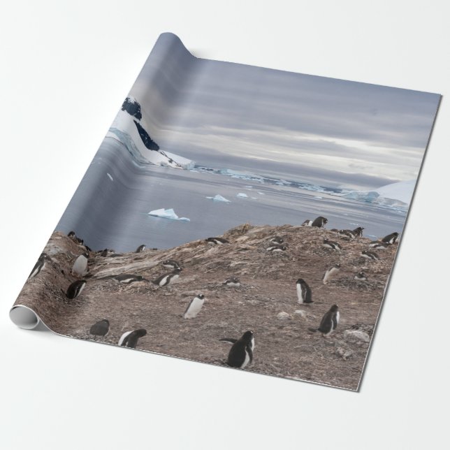 PENGUINS AM MEER GESCHENKPAPIER (Ungerollt)