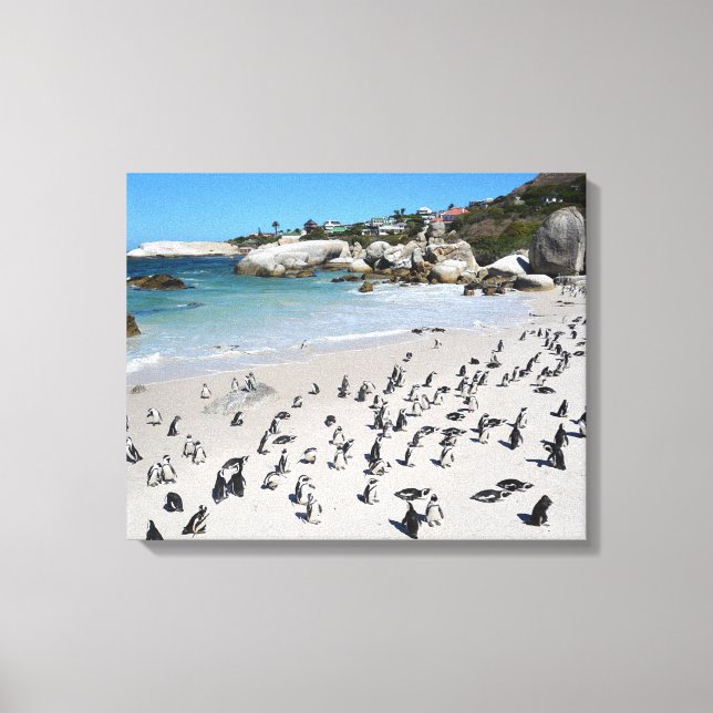 Penguins Boulders Beach | Südafrika Leinwanddruck (Vorderseite)
