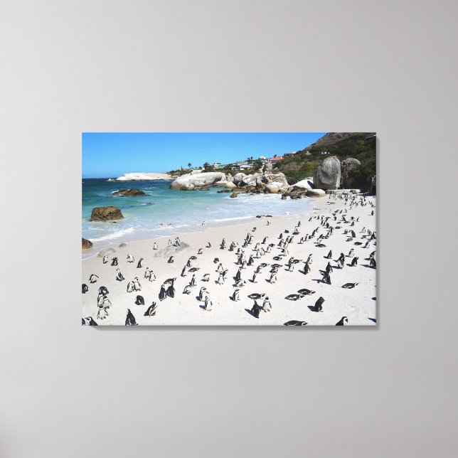 Penguins Boulders Beach | Südafrika Leinwanddruck (Vorderseite)
