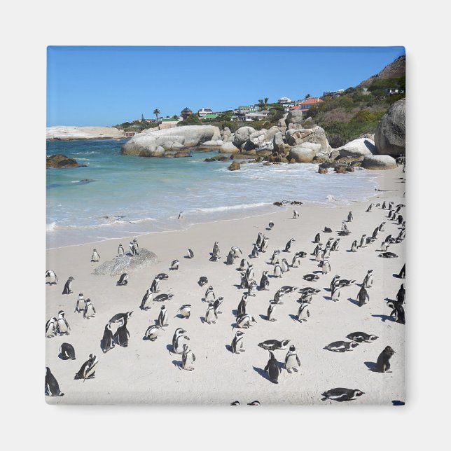 Penguins Boulders Beach | Südafrika Magnet (Vorne)