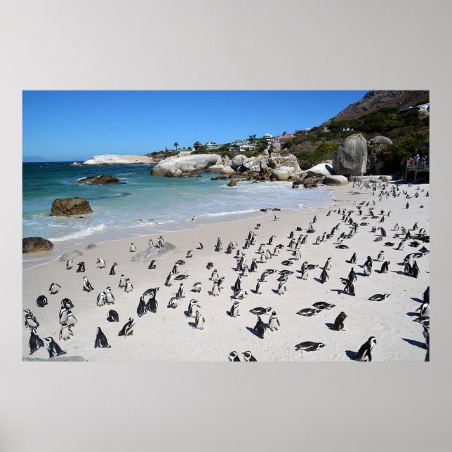 Penguins Boulders Beach | Südafrika Poster (Vorne)