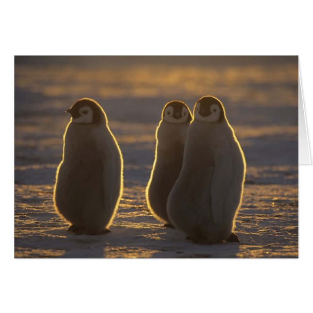 Penguins empereurs (Devant horizontal)