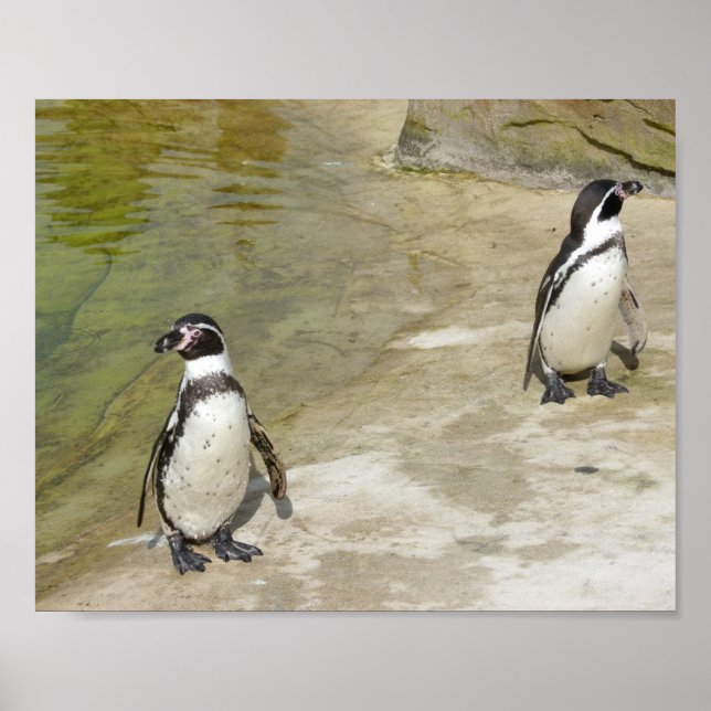 Penguins Poster (Vorne)