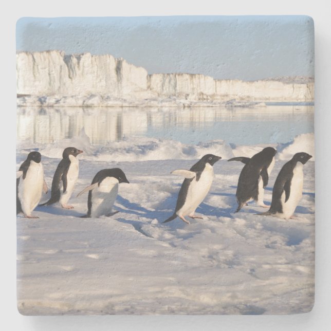 Penguins-SteinUntersetzer Steinuntersetzer (Vorderseite)