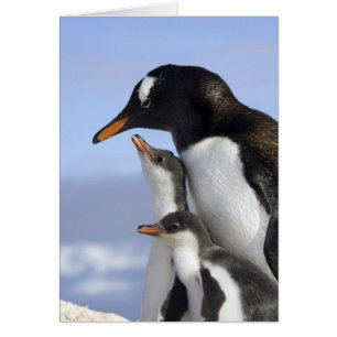 Péninsule Antarctique, Neko Harbour, Gentoo