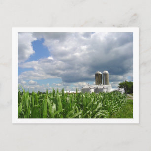 Pennsylvania Cornfield Postcard Postkarte