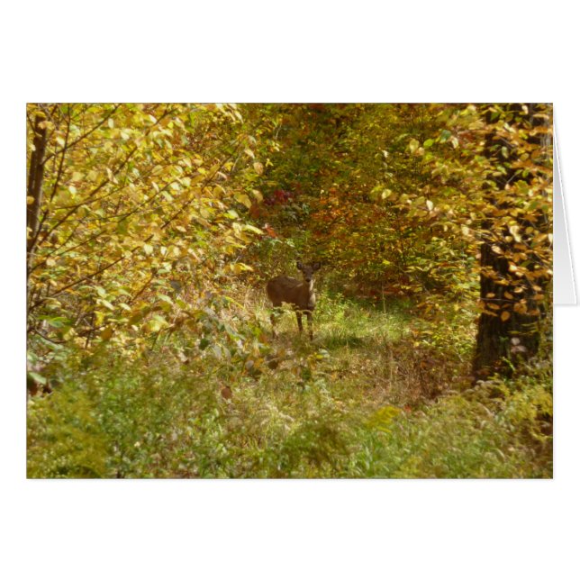 Pennsylvania Deer in Fall Nature (Vorderseite (Horizontal))