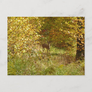 Pennsylvania Deer in Fall Nature Postkarte