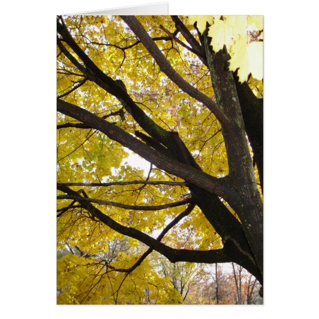 Pennsylvania Gold (Vorne)