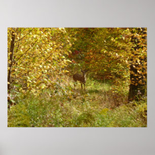 Pennsylvania-Hirsche im Herbst Natur Poster