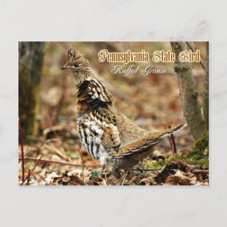Pennsylvania Staat Bird: Ruffed Grouse Postkarte