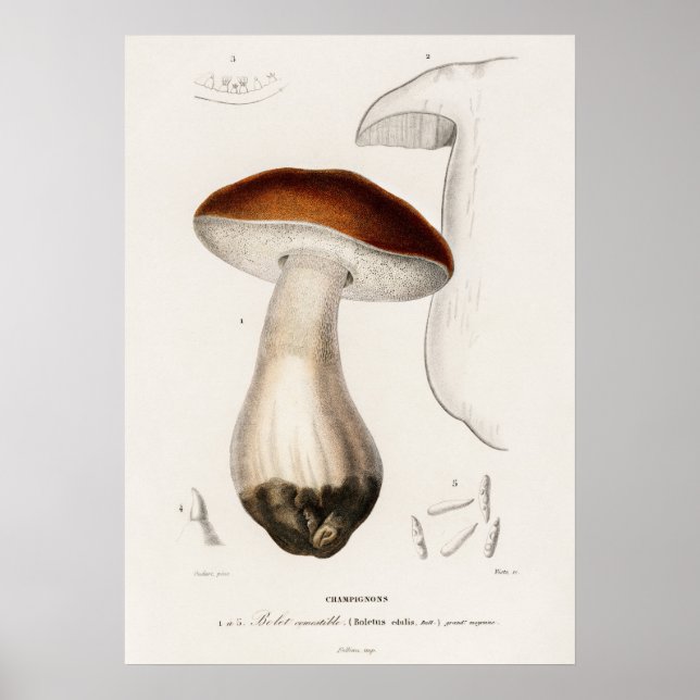 Penny bun (Boletus edulis) Poster (Vorne)