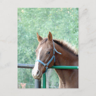 Penny Ole Gal Postkarte