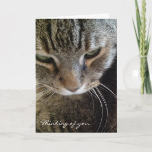 Pensée à vous carte drôle de chat tigré