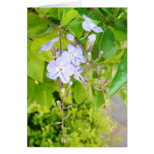 Pensées du ressort v2