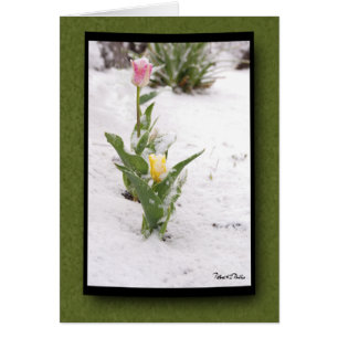 Penser à la neige parsemée de tulipes rose jaune