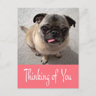 Penser à votre Carlin Chien Chien rose Carte posta