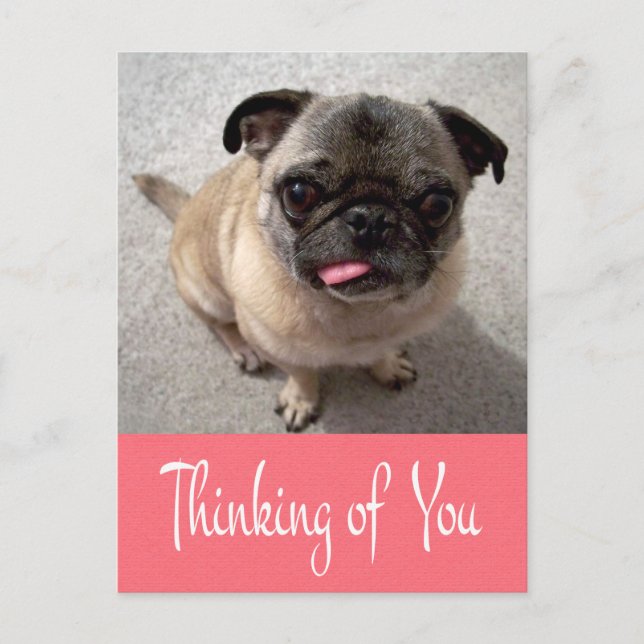 Penser à votre Carlin Chien Chien rose Carte posta (Devant)