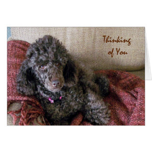 Penser à vous, Poodle Brown sur carte blanche