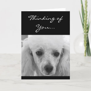 Penser à vous Poodle chien carte de voeux
