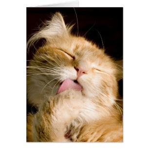 Penser À Vous Prévenir Maine Coon Photo Chat