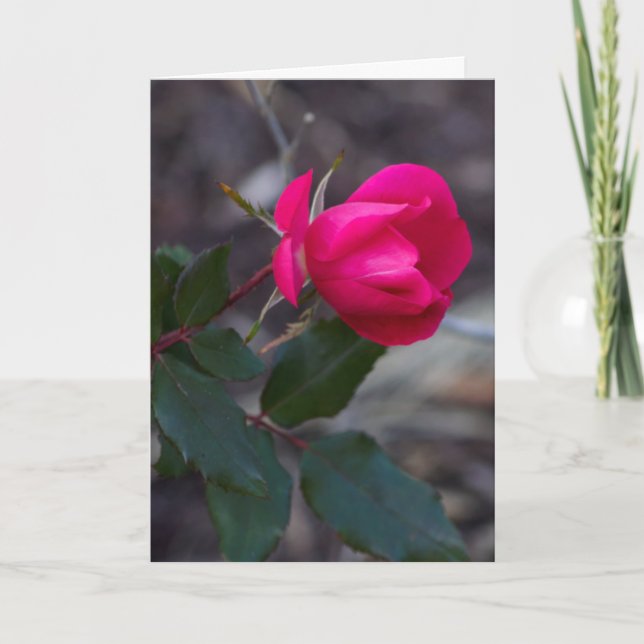 Penser À Vous Rose Modèle photo (Devant)