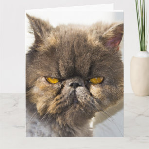 PENSEZ À VOUS CARTES DE RÉDACTION DE CHAT PERSIEN