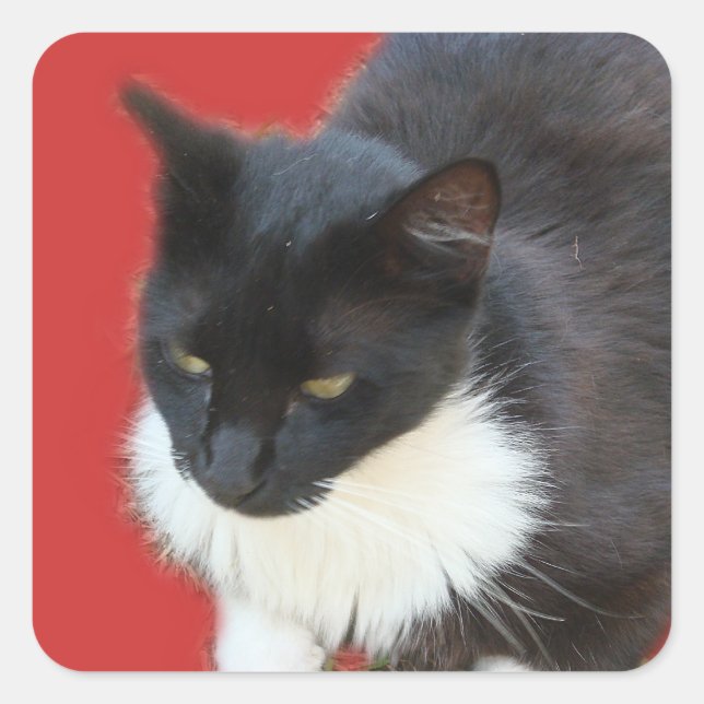 Pensive Kitty Quadratischer Aufkleber (Vorderseite)