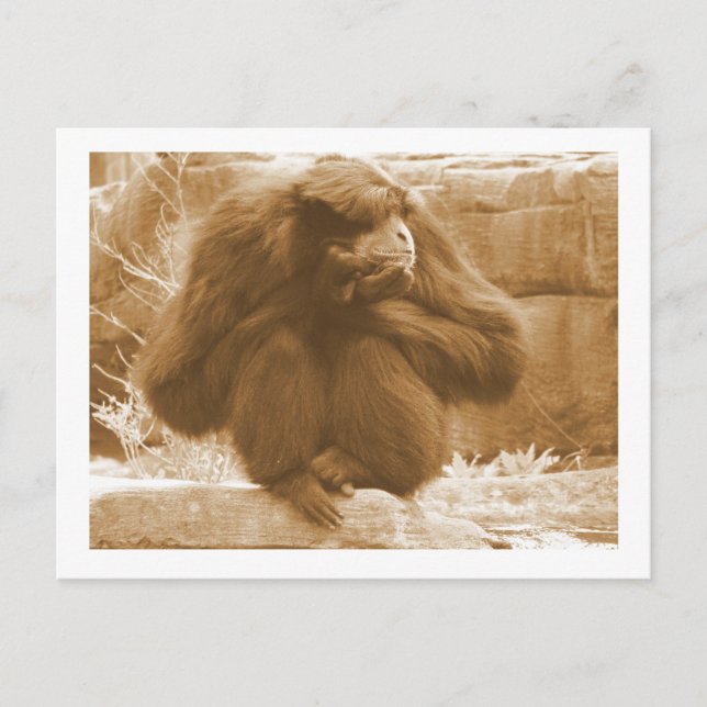 Pensive Primat Postkarte (Vorderseite)