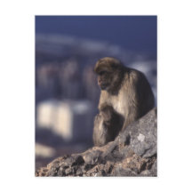 Pensiver Affe in Gibraltar