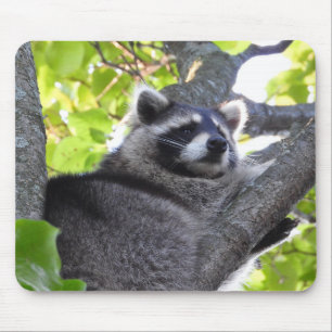 Pensiver Raccoon in einem Baum Mousepad
