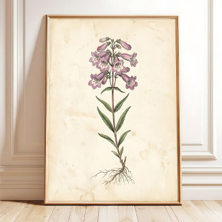 Penstemon Botanisches Farmhouse-Wandbild auf Leinw Poster