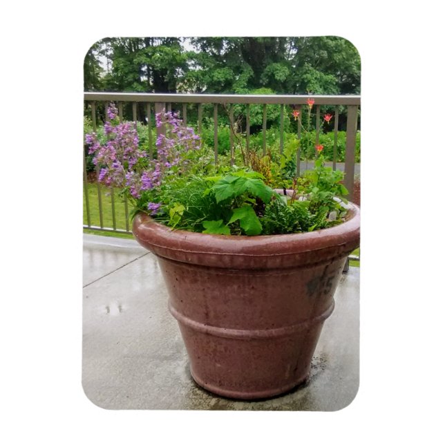 Penstemon Magnet (Vertikal)