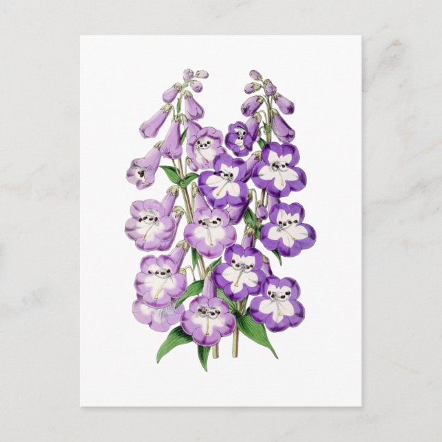 Penstemon Vintag Botanische Postkarte (Vorderseite)