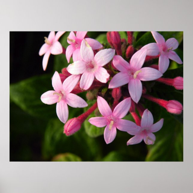 Pentas affiche (Devant)