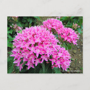 Pentas lanceolata [Postkarte] Postkarte
