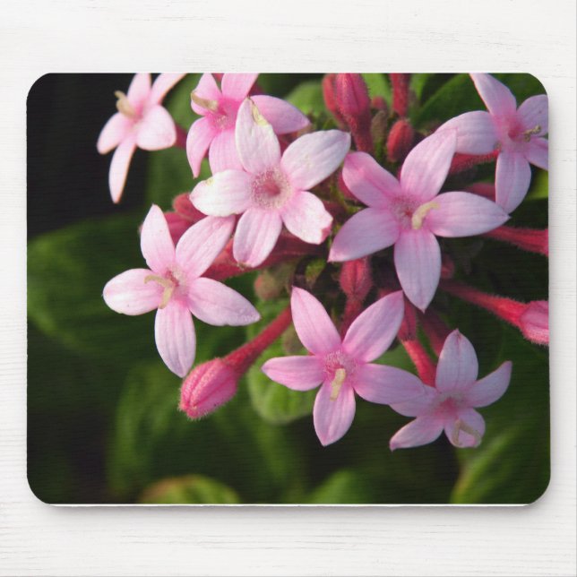 Pentas Mousepad (Vorne)