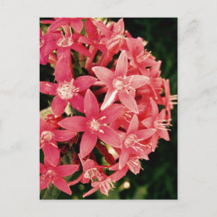Pentas Postkarte